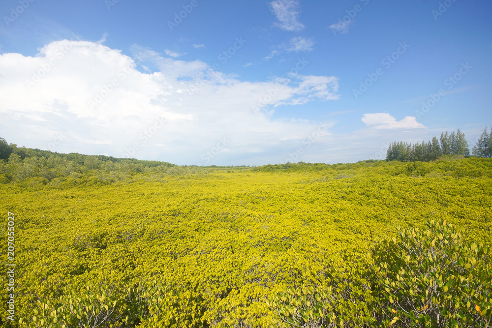 Obraz premium Tung Prong Thong - Mangrove Forest Boardwalk at Pak Nam Krasae, Klaeng District, Rayong, Thailand