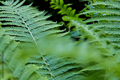 bright green fern leaves large Plenum photo