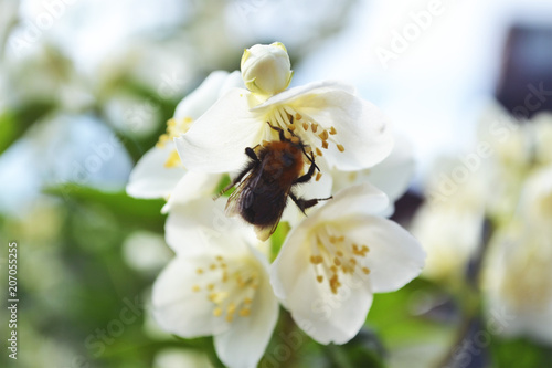 Flower and bumblebee