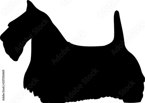 Scottish Terrier Dog