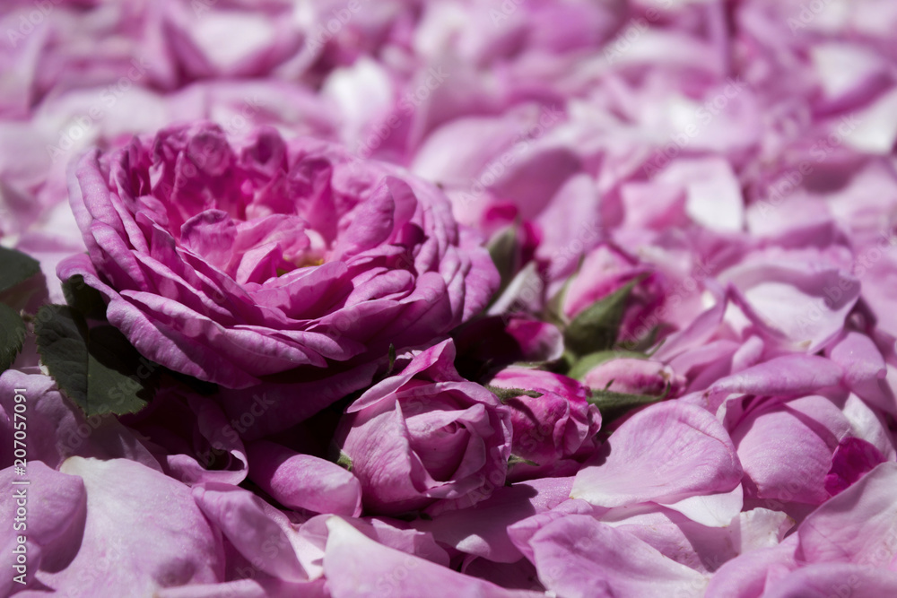 Flower roses and buds against the background of tea rose petals. Many petals of a gentle pink rose.