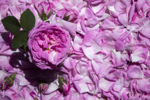 Flower roses and buds against the background of tea rose petals. Many petals of a gentle pink rose.