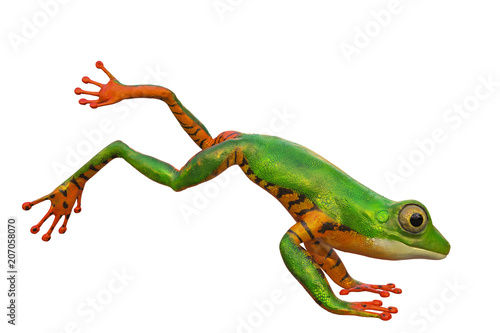 amazon tiger frog in a white background