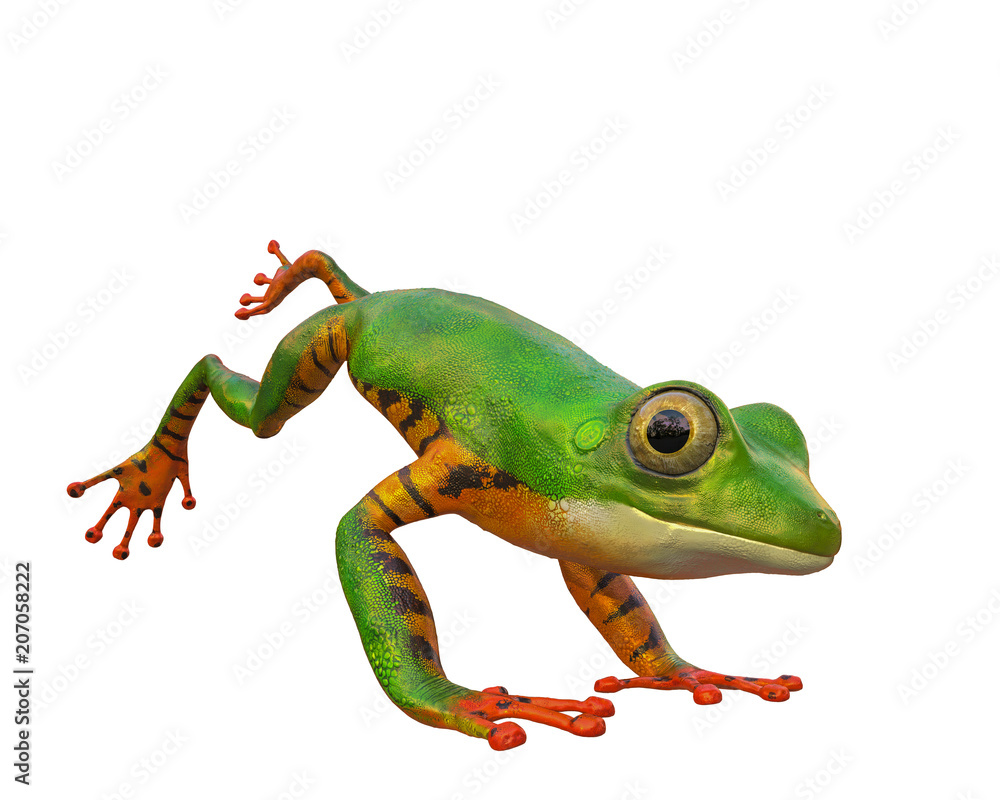Fototapeta premium amazon tiger frog in a white background