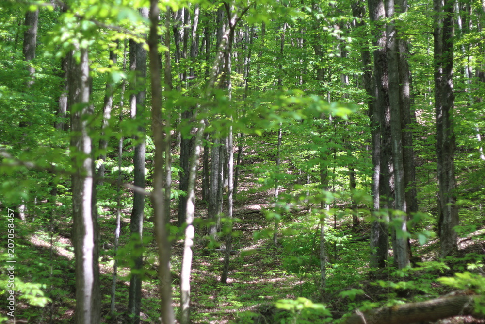 Forest Walk Forest Walk