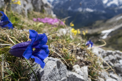 Enzianblüte in der Soierngruppe in Bayern photo