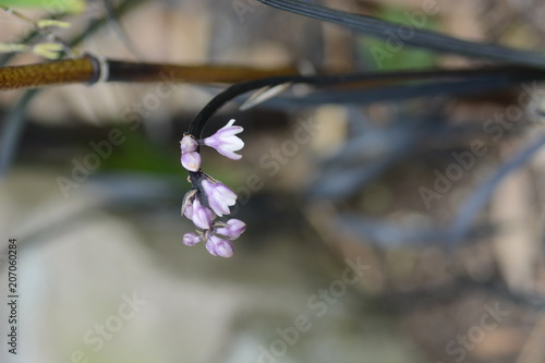 Ophiopogon planiscapus photo