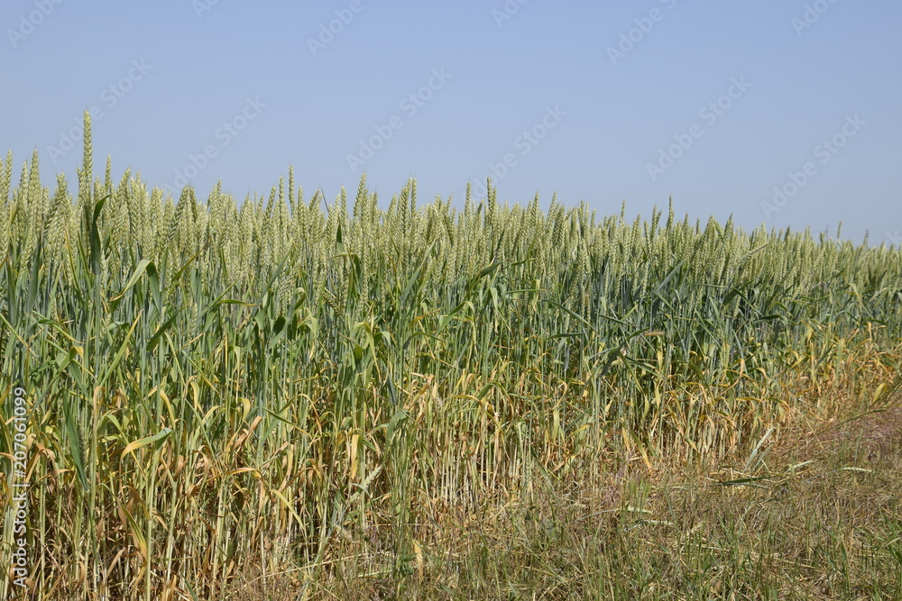 Spikelets of green wheat. Ripening wheat in the field. Spikelets of green wheat. Ripening wheat in the field.