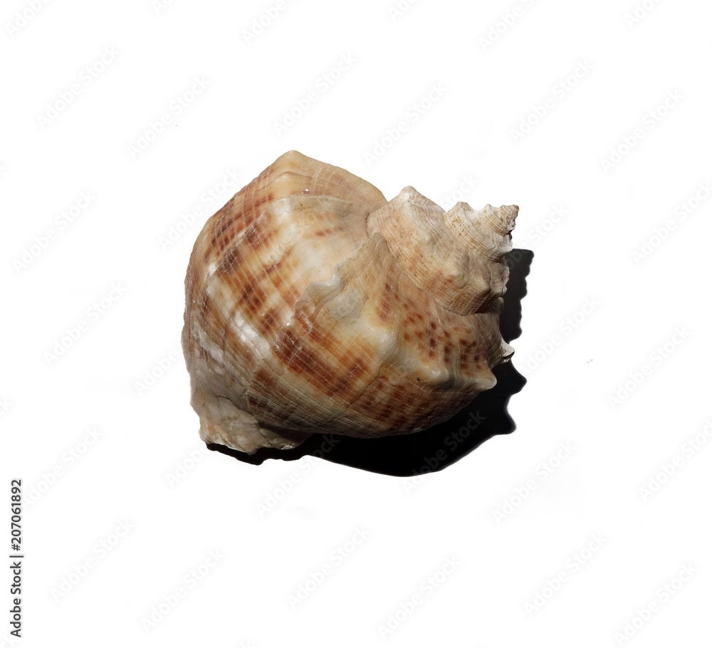 For the design of a seashell on white background isolated.