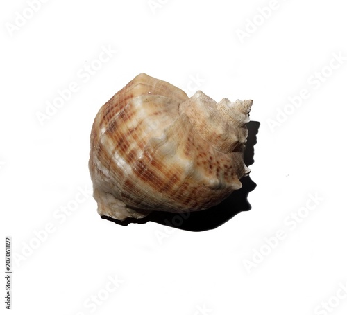 For the design of a seashell on white background isolated.