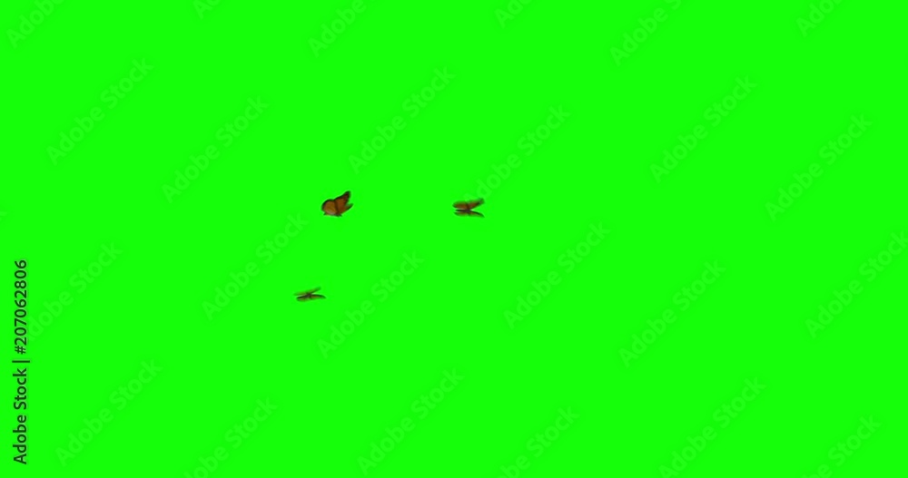 Butterflies Fly Across Frame