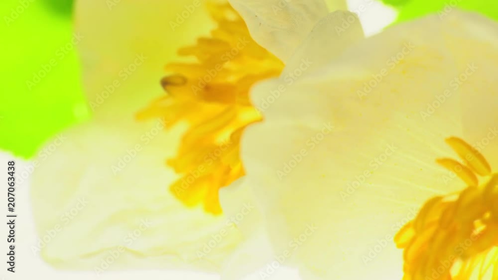 White flowers on a white background ,b-roll footage for making changes White flowers on a white background ,b-roll footage for making changes