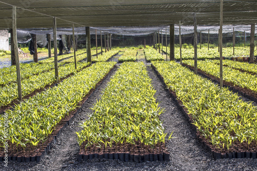 Greenhouse with palm trees in Miracatu photo