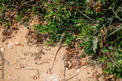 Green Lizard in the sand in the Fasano apulia Italy photo