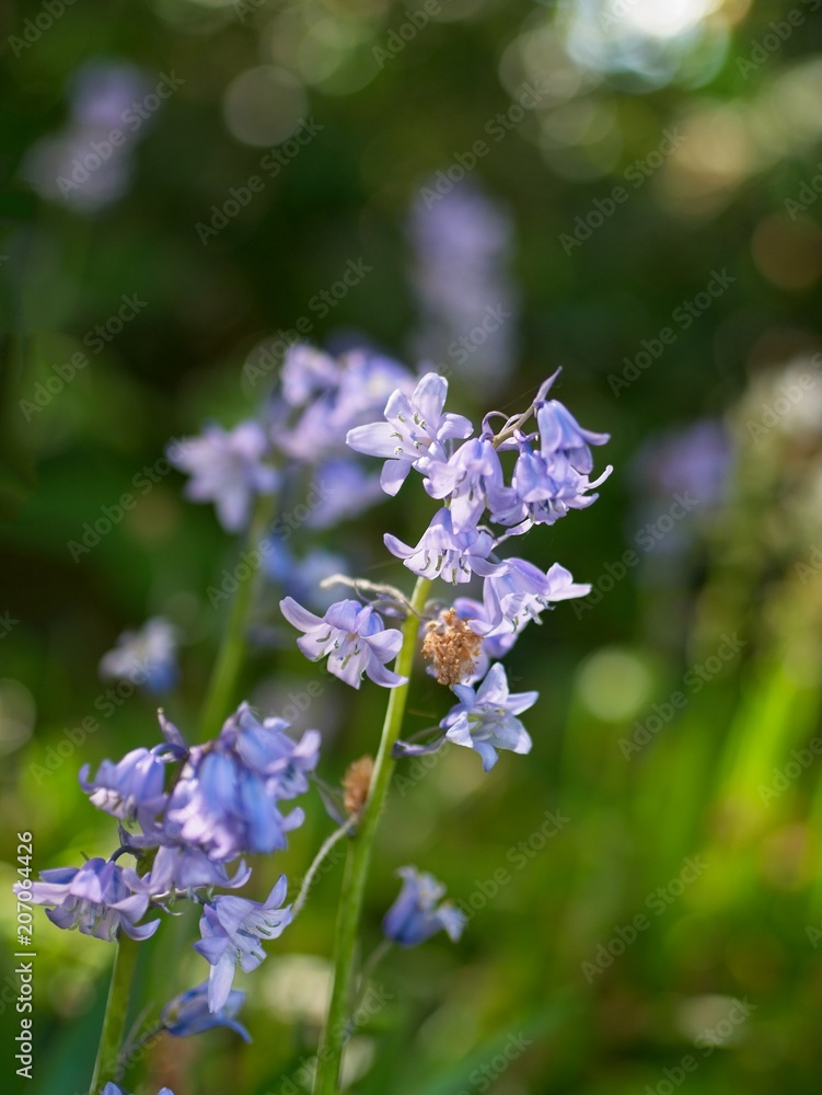 Spanish bluebell (Hyacinthoides hispanica) Spanish bluebell (Hyacinthoides hispanica)