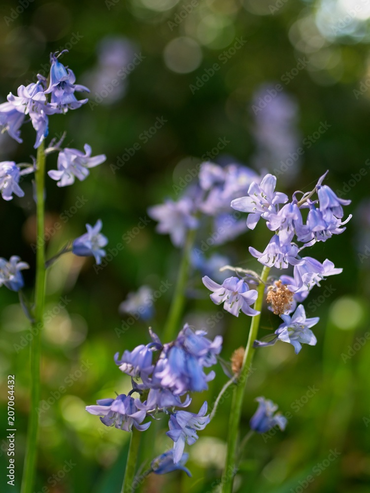 Spanish bluebell (Hyacinthoides hispanica) Spanish bluebell (Hyacinthoides hispanica)