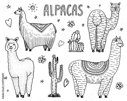 Set of cute Alpaca Llamas or wild guanaco on the background of Cactus. Funny smiling animals in Peru for cards, posters, invitations, t-shirts. Hand drawn Elements. Engraved sketch.