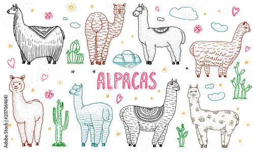 Set of cute Alpaca Llamas or wild guanaco on the background of Cactus and mountain. Funny smiling animals in Peru for cards, posters, invitations, t-shirts. Hand drawn Elements. Engraved sketch.