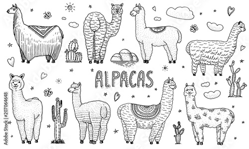 Set of cute Alpaca Llamas or wild guanaco on the background of Cactus and mountain. Funny smiling animals in Peru for cards, posters, invitations, t-shirts. Hand drawn Elements. Engraved sketch.