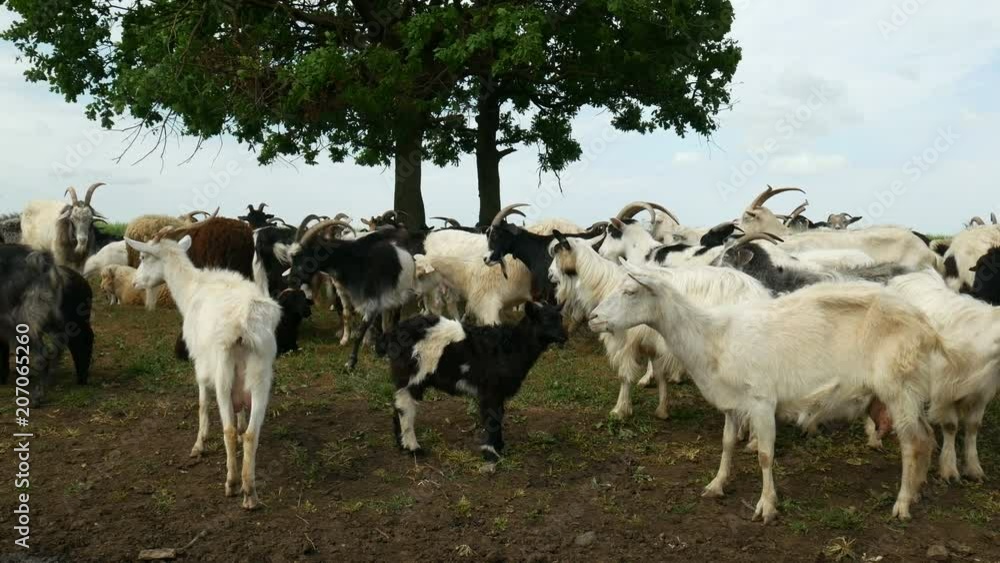 Funny goat on the farm. Herd of goats on nature pasture. Wildlife and ecology.
