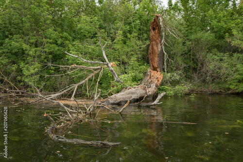 beautiful landscape of fallen tree in the river  spring forest in the water 