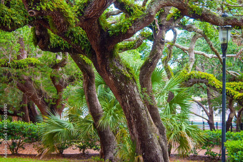 Obraz premium Abstract Trees