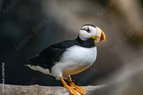 Close to a puffin on a stick © Skyler