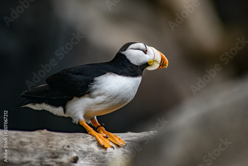 A puffin leaning in to fly. © Skyler