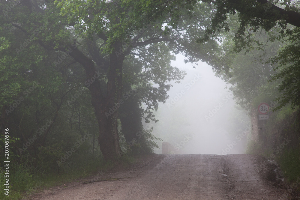 Obraz premium road in misty forest