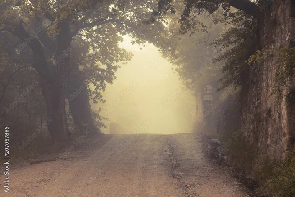 Obraz premium road in misty forest