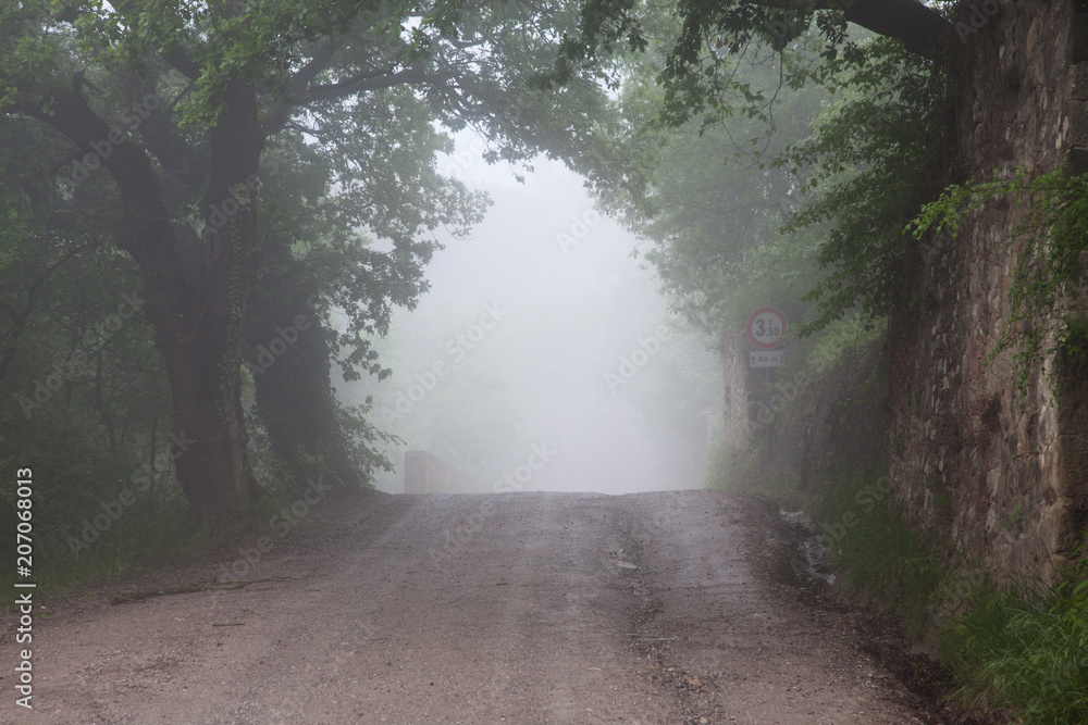 Obraz premium road in misty forest