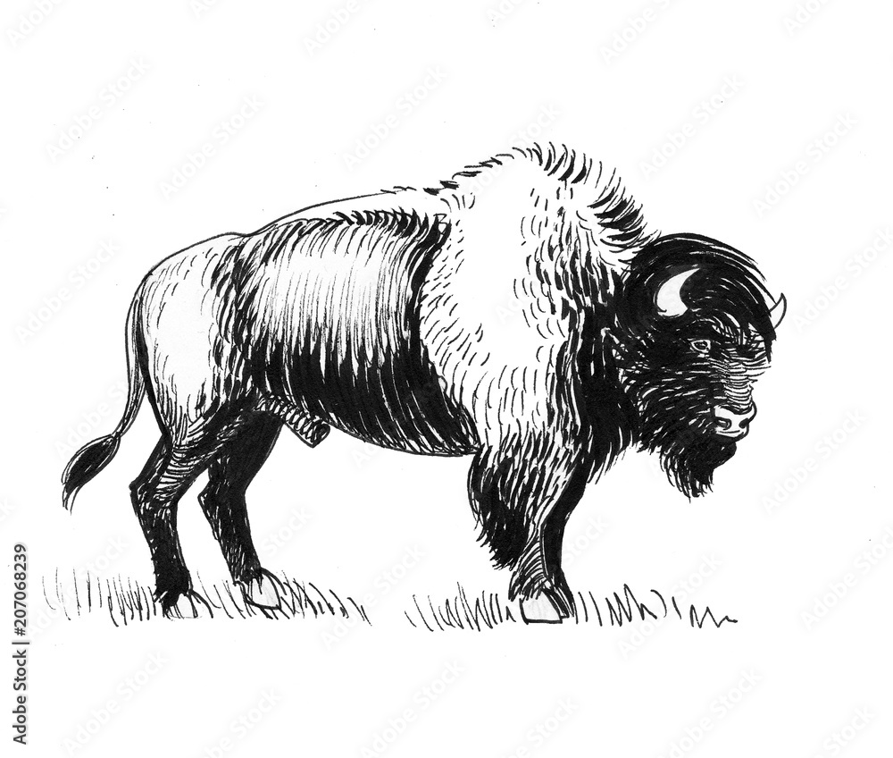 Bison bull. Ink black and white drawing Stock Illustration | Adobe Stock