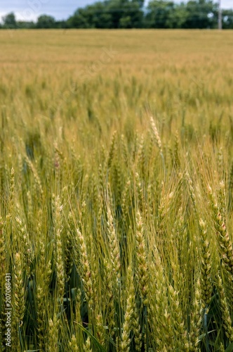 Yellow and green wheat field with foreground and grain in focus