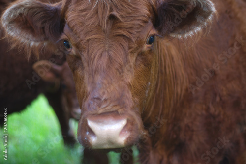 cow brown face farm animal bovine agriculture closeup dairy farming © Jacques Durocher