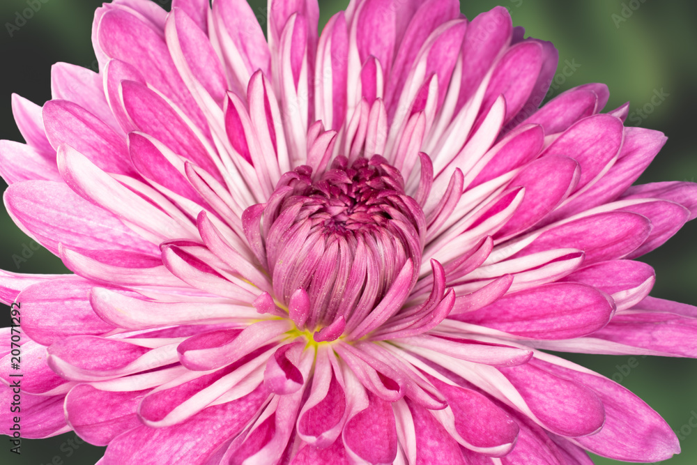 Pink mum blossom against green foliage Pink mum blossom against green foliage
