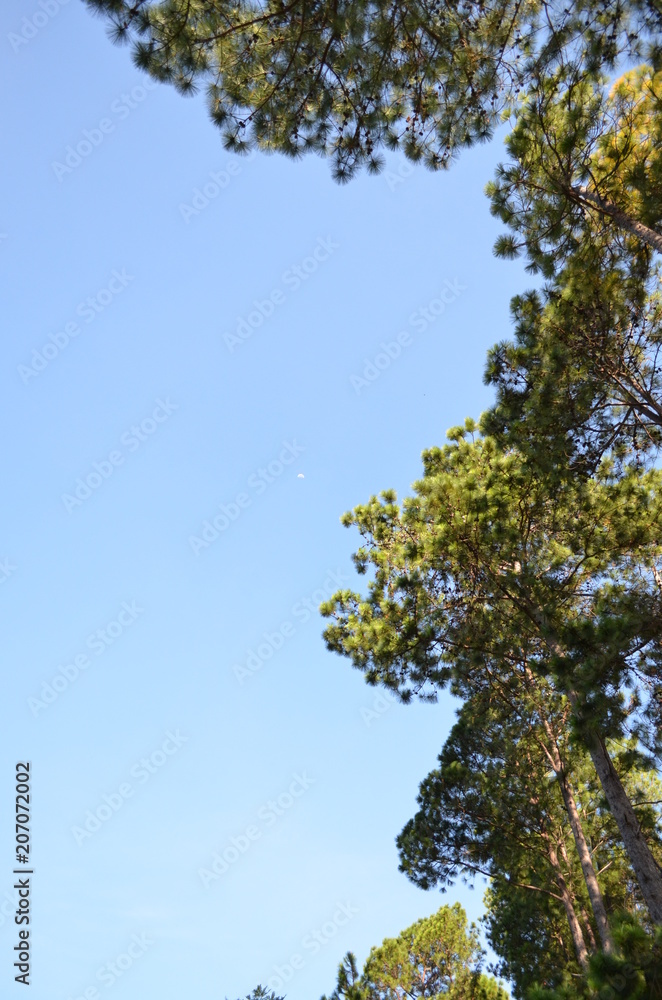 Pine trees. Pine trees.