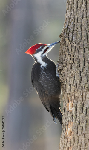 pileated woodpecker in winter