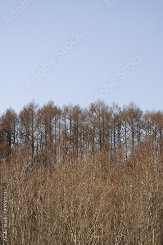 Wallpaper Mural 冬　木　空　素材 Torontodigital.ca