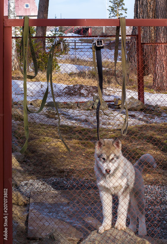 dog breed Malamute behind the fence in the cage looking at the will, the protection of animals photo