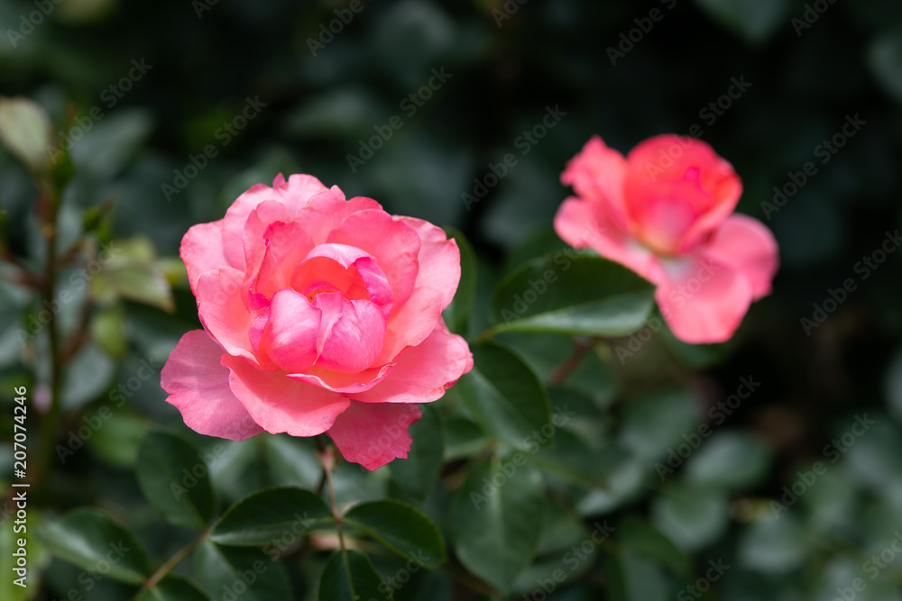 ピンク色のばら「ジャルダンドゥフランス」の花のアップ	