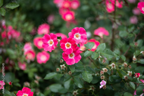 ピンク色のばら「ピンクメイディランド」の花のアップ 