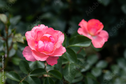 ピンク色のばら「ジャルダンドゥフランス」の花のアップ	