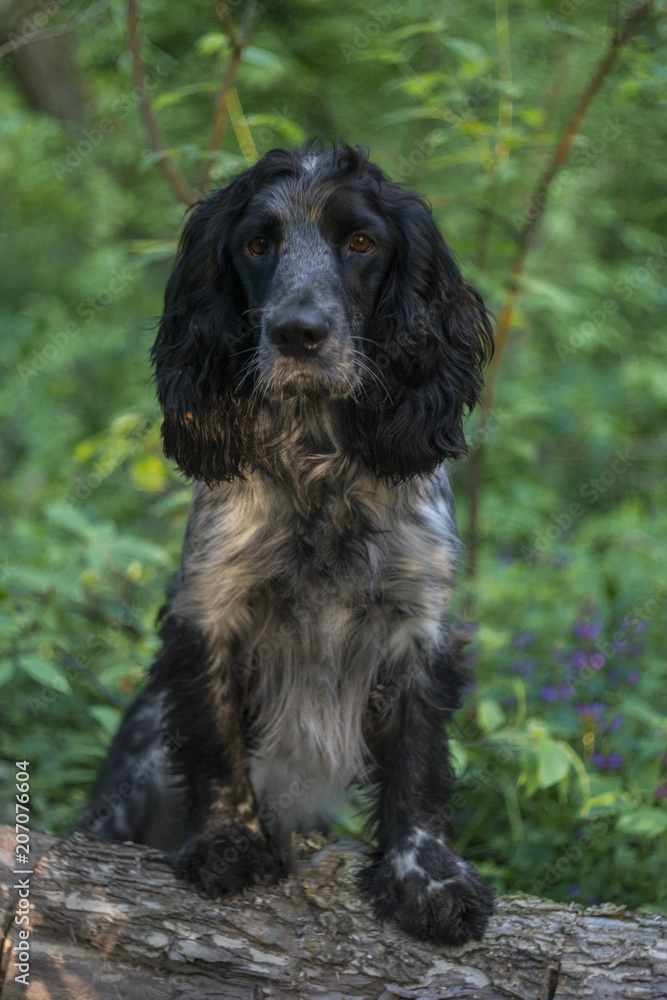 Cute dog russian spaniel breed is standing on a log in forest