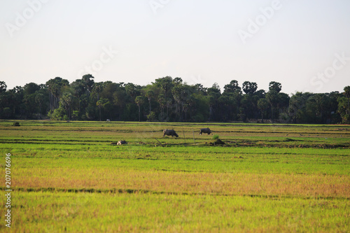 Cambodian farmland with tree