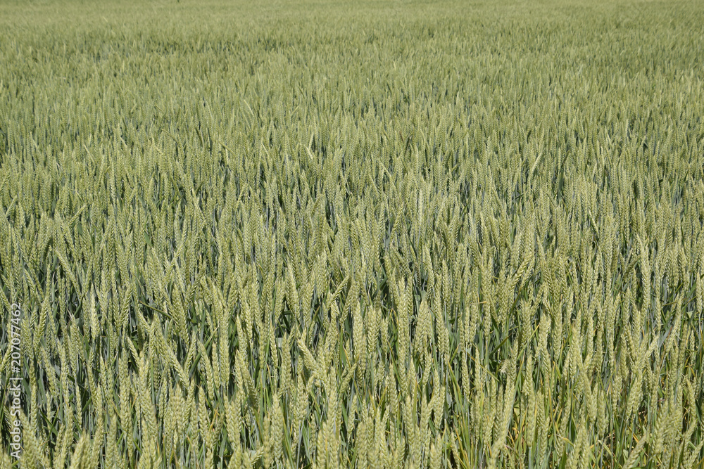 Spikelets of green wheat. Ripening wheat in the field. Spikelets of green wheat. Ripening wheat in the field.