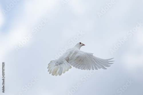 white feather homing pigeon flying over sky