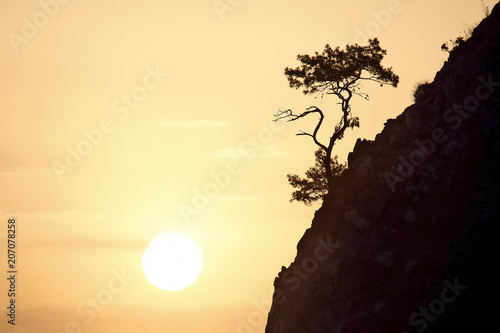 Fotografie lonely pine grows on a rock in the Sunny dawn