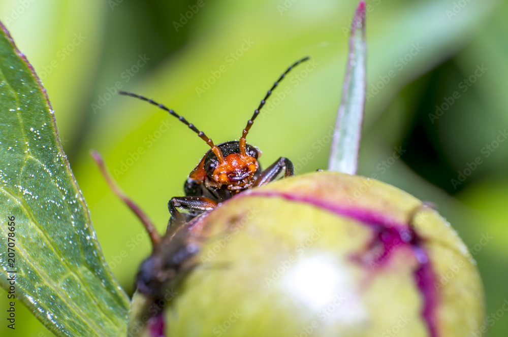 Fototapeta premium red soldier beetle in the season garden