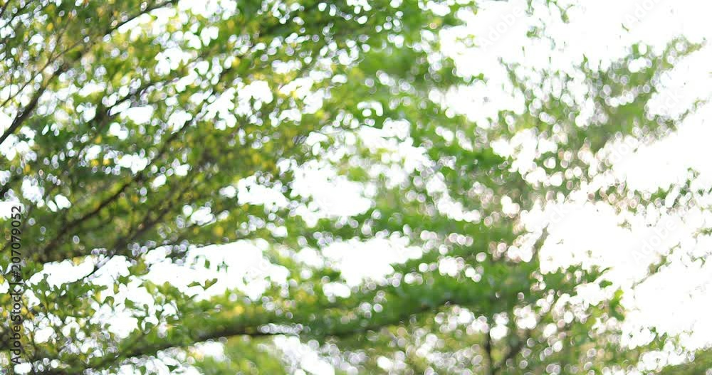 blur green bokeh light of nature tree blur green bokeh light of nature tree