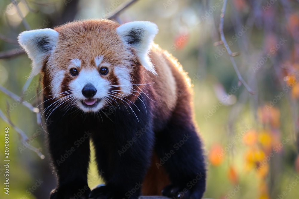 Red Panda Red Panda